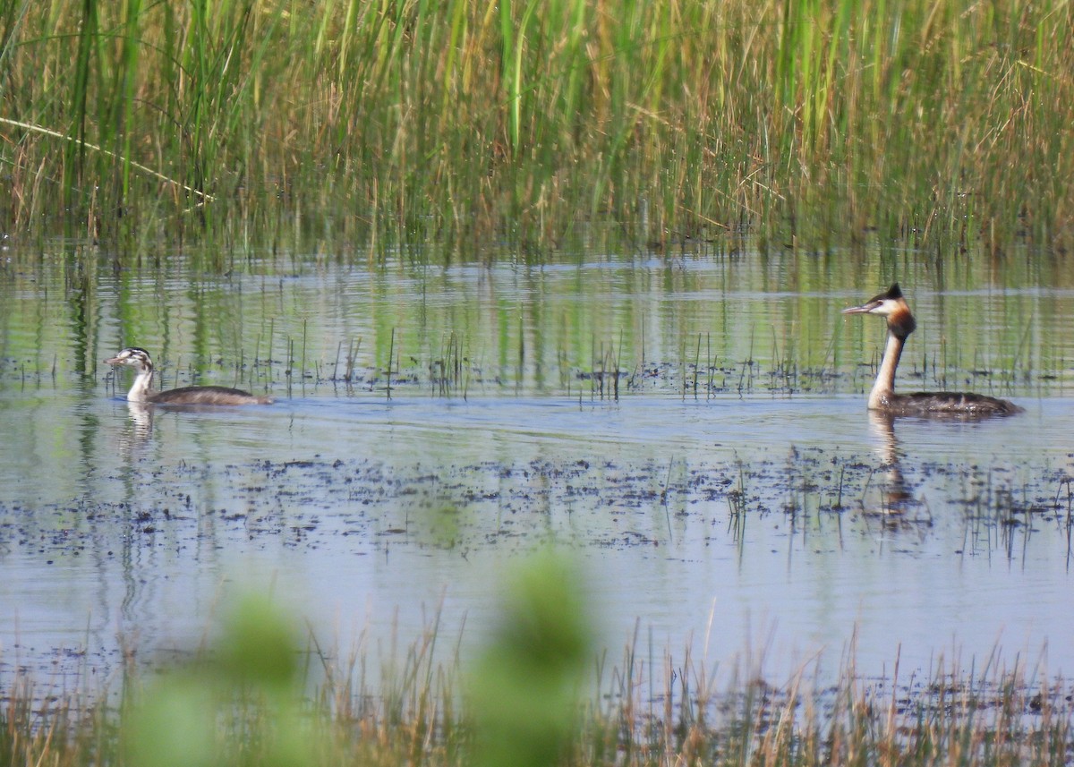 Great Crested Grebe - ML622291327