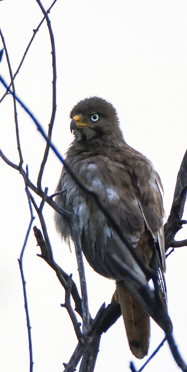 White-eyed Buzzard - ML622291332