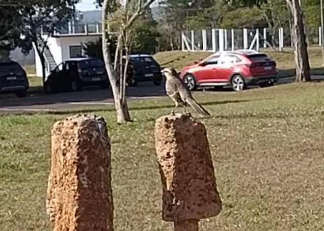 Chalk-browed Mockingbird - ML622291348