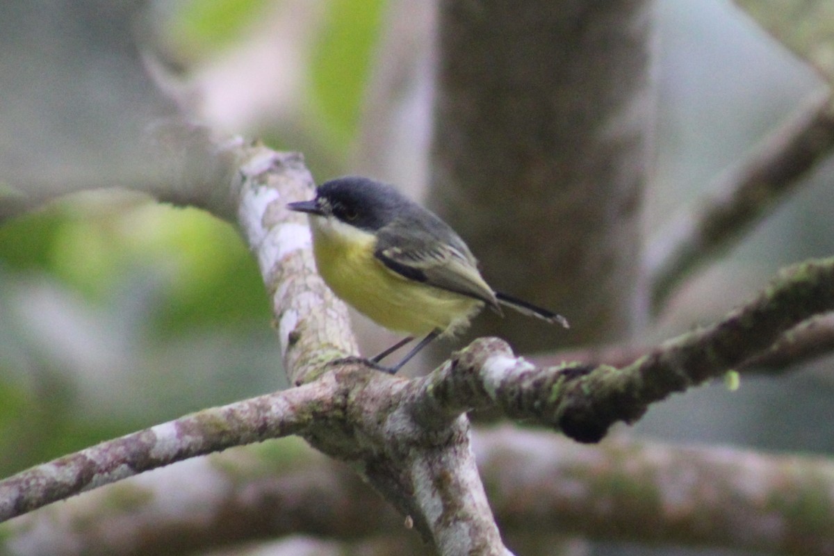 Common Tody-Flycatcher - ML622291350