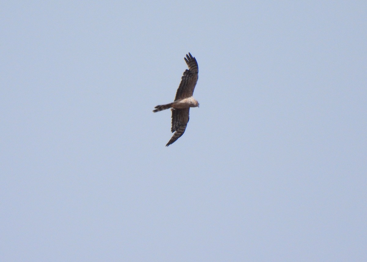 Montagu's Harrier - Alberto Laiz