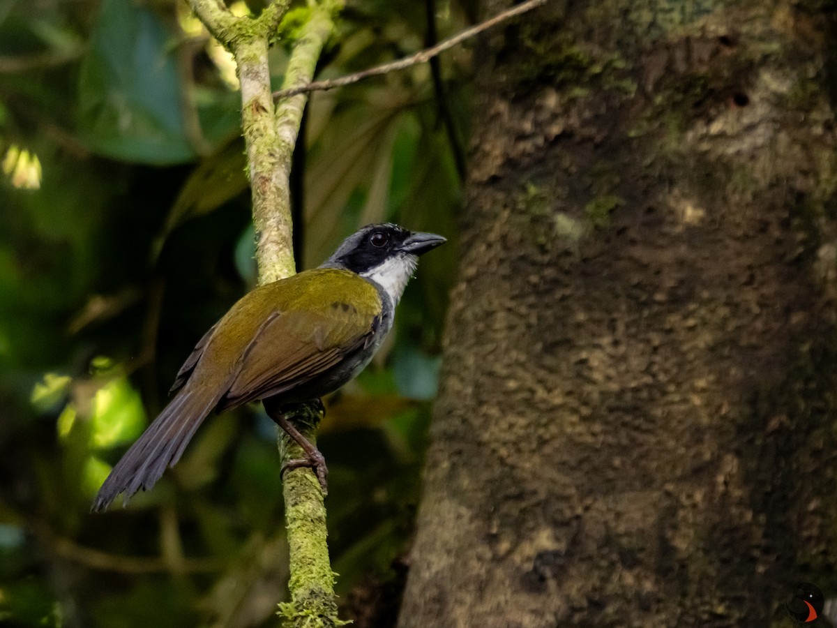 Costa Rican Brushfinch - David Rodríguez Arias