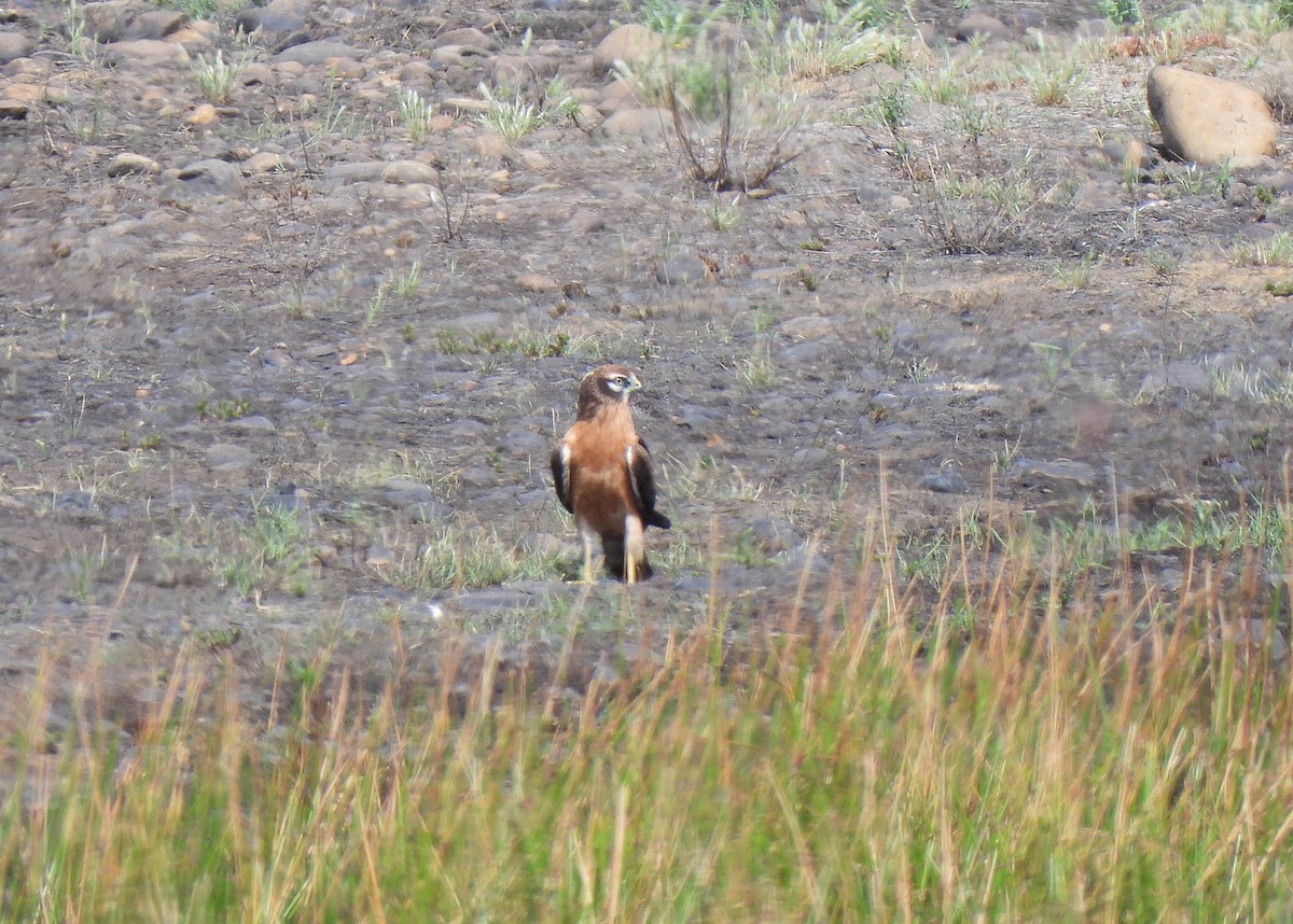 Montagu's Harrier - ML622291455