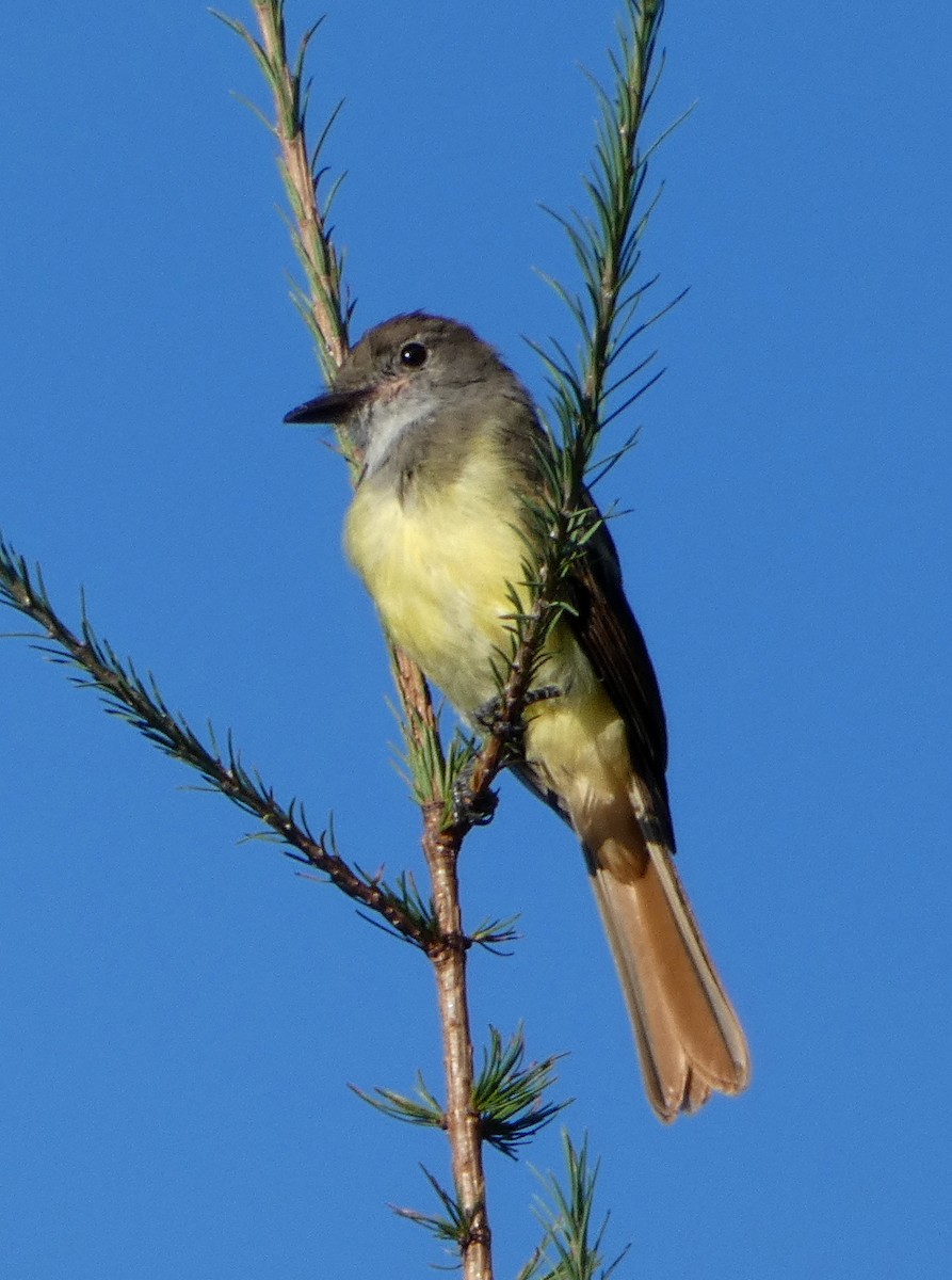 Great Crested Flycatcher - ML622291574