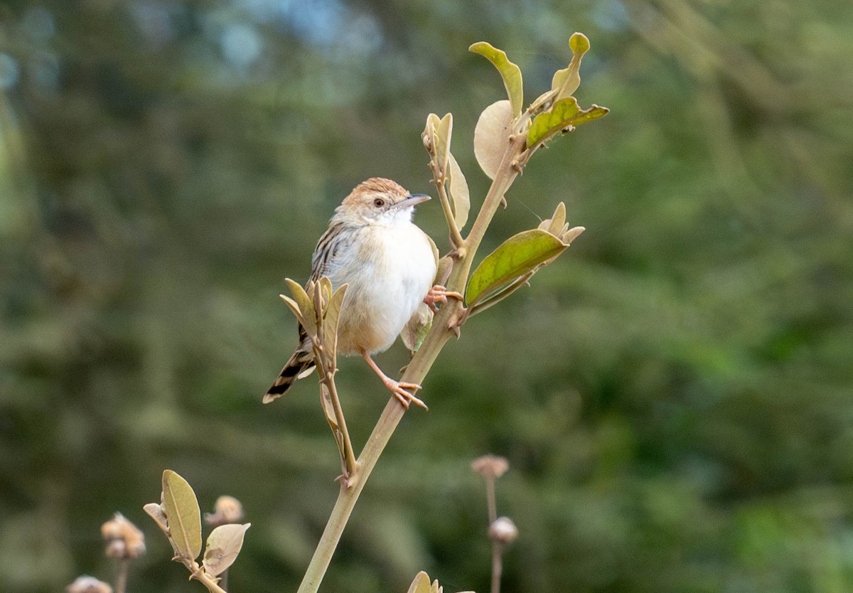 Rattling Cisticola - ML622291658