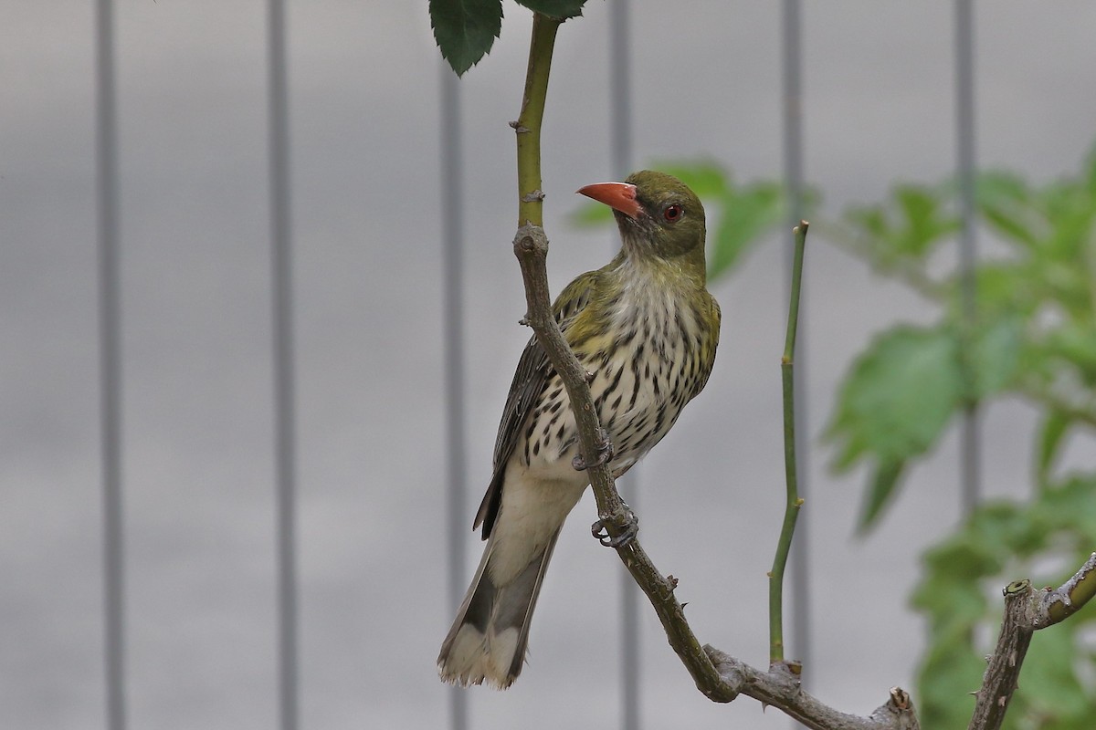 Olive-backed Oriole - ML622291768