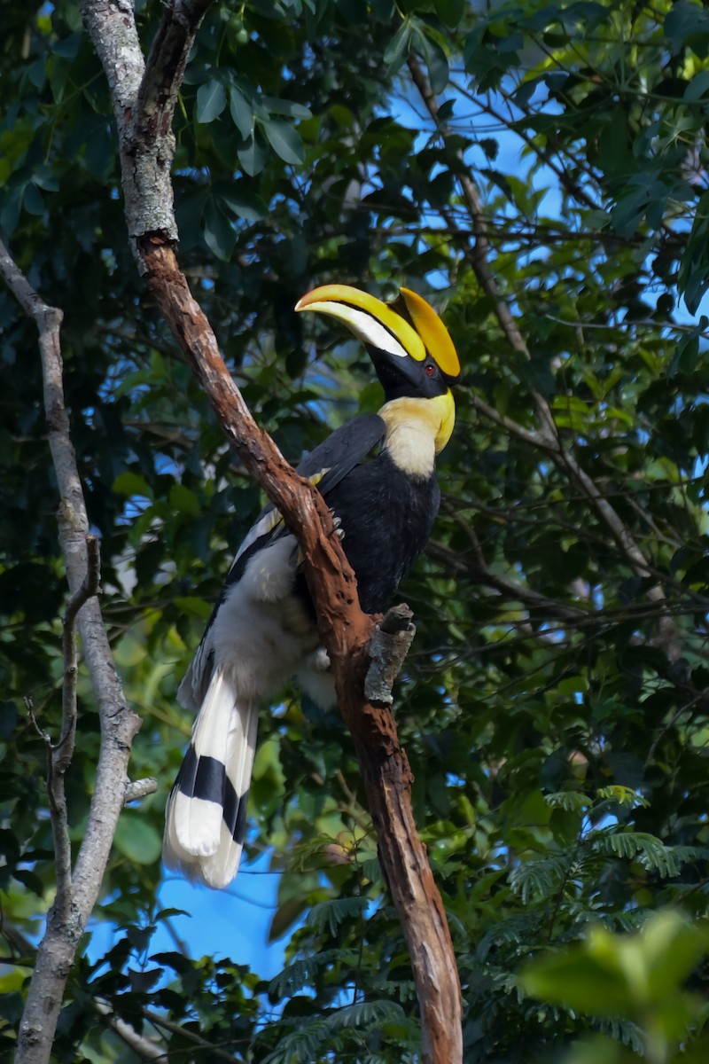 Great Hornbill - Sathish Ramamoorthy