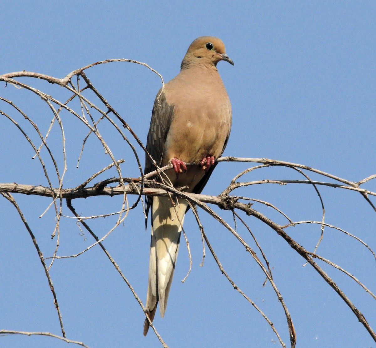 Mourning Dove - ML622291812