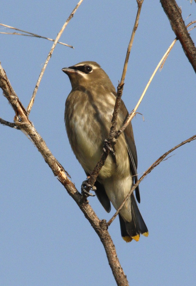 Cedar Waxwing - ML622291814