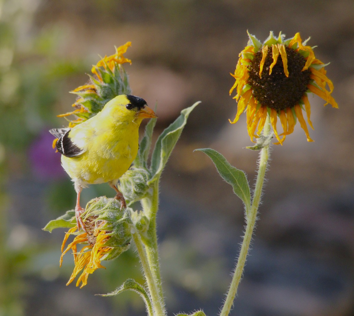 American Goldfinch - ML622291816