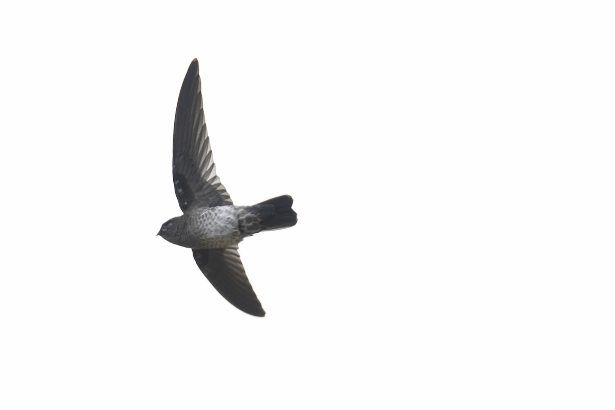 Plume-toed Swiftlet - ML622291890