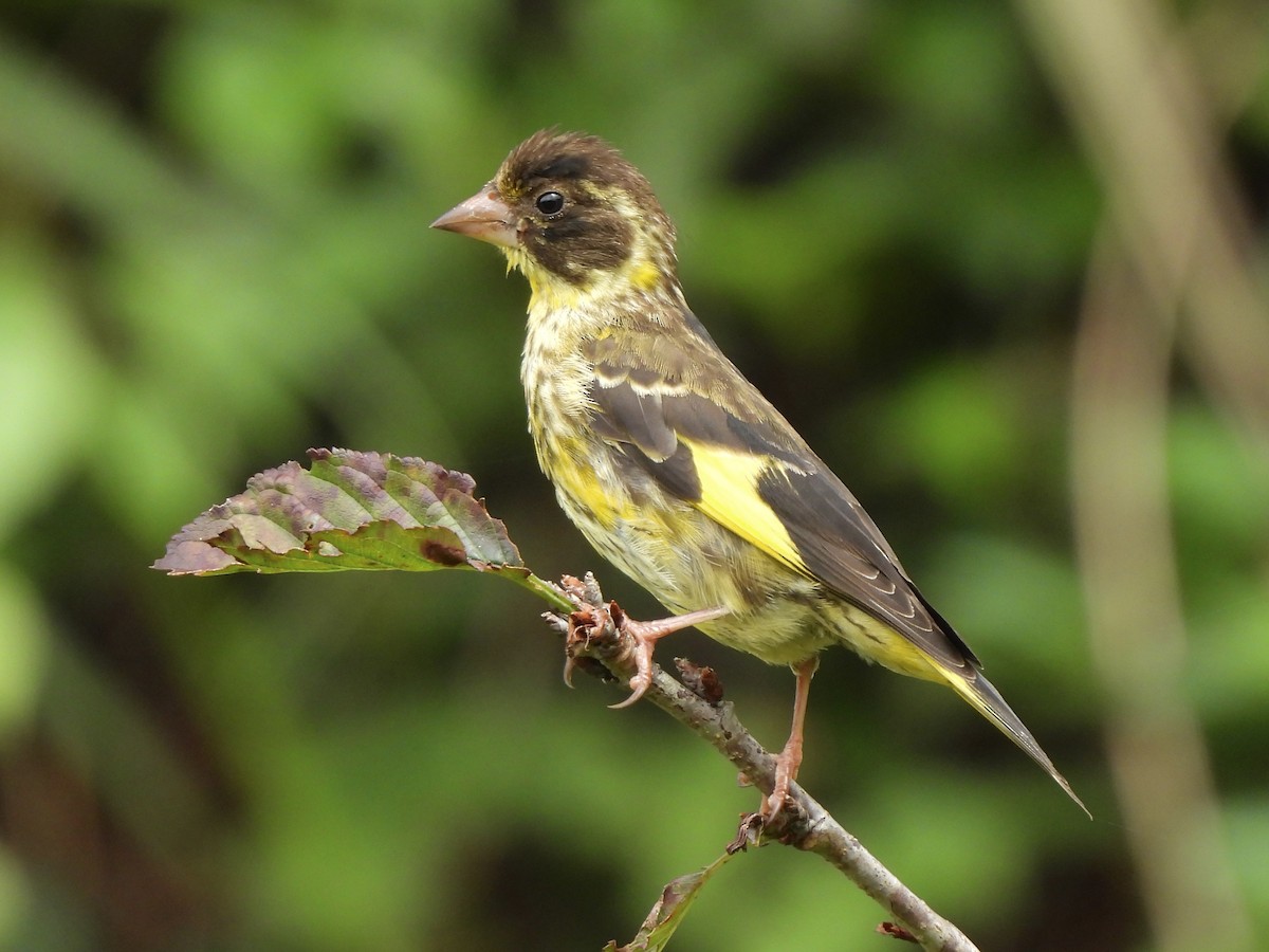 Vietnamese Greenfinch - Adrián Colino Barea