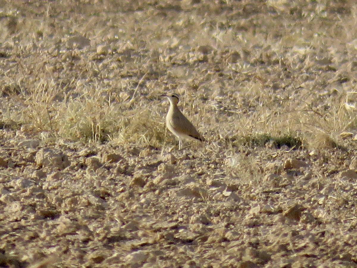 Cream-colored Courser - Ricardo Rodríguez Llamazares