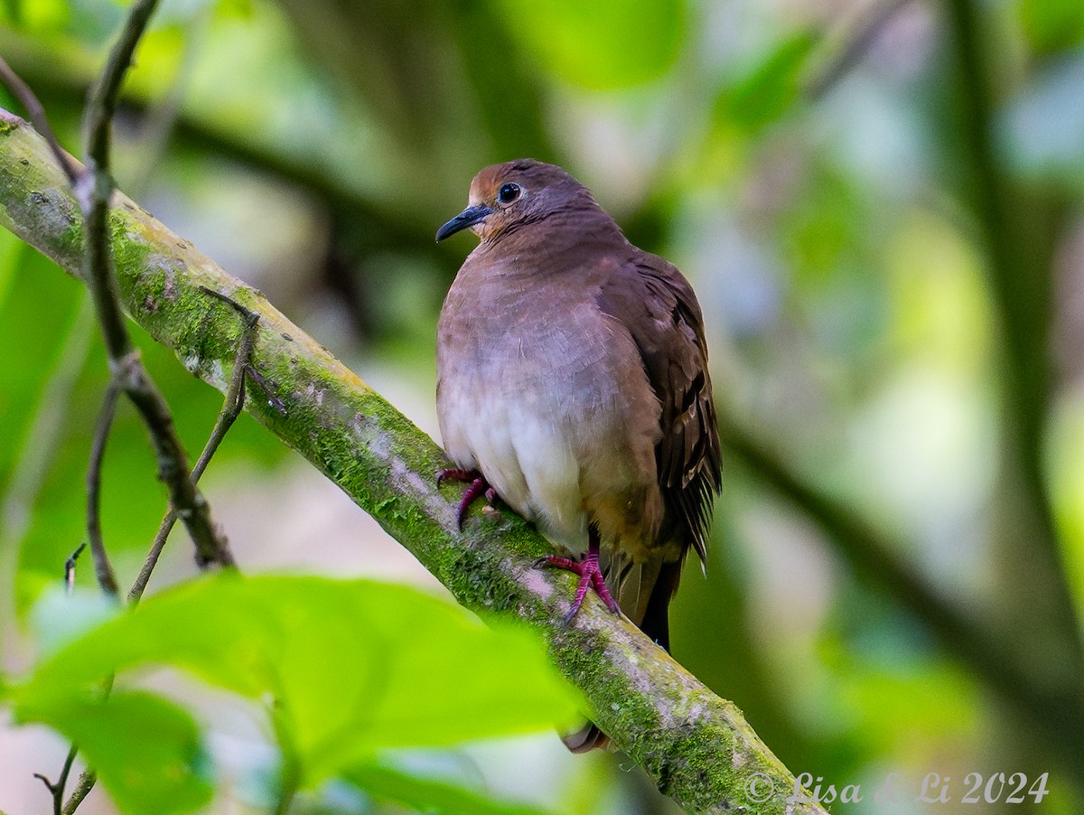 Maroon-chested Ground Dove - ML622291948