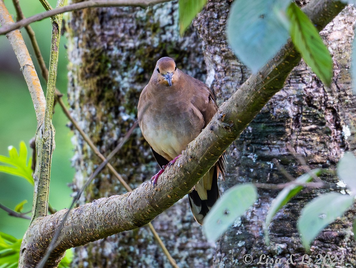 Maroon-chested Ground Dove - ML622291949