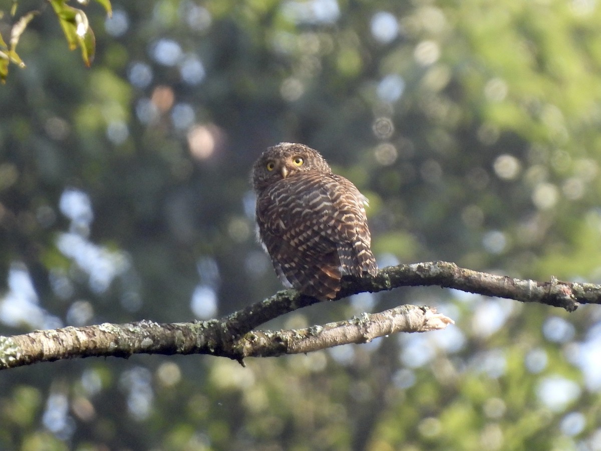 Collared Owlet - Adrián Colino Barea