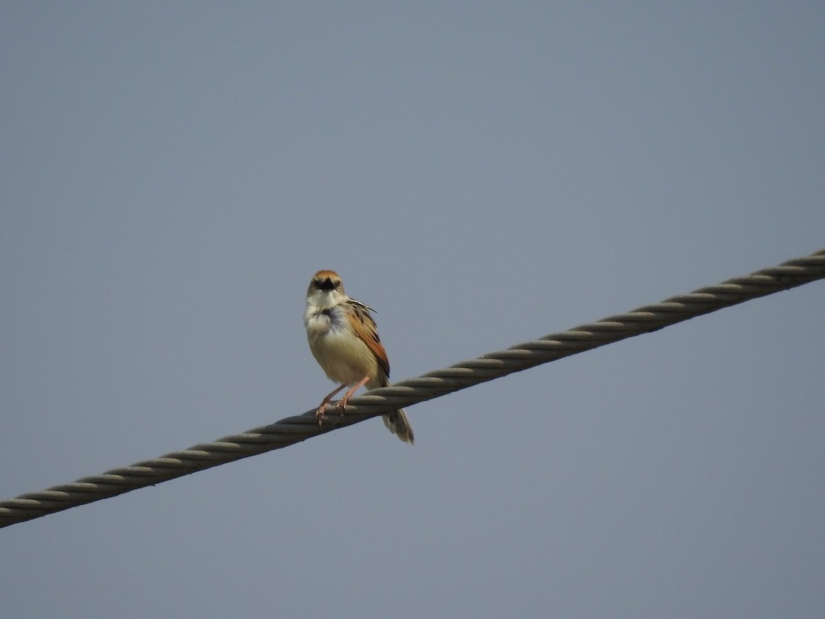 Luapula Cisticola - ML622291993