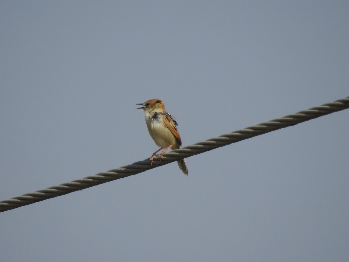 Luapula Cisticola - ML622291994