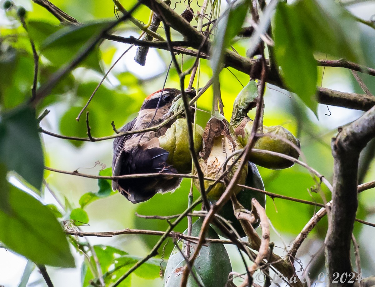 Hairy Woodpecker (South Mexican) - ML622291995