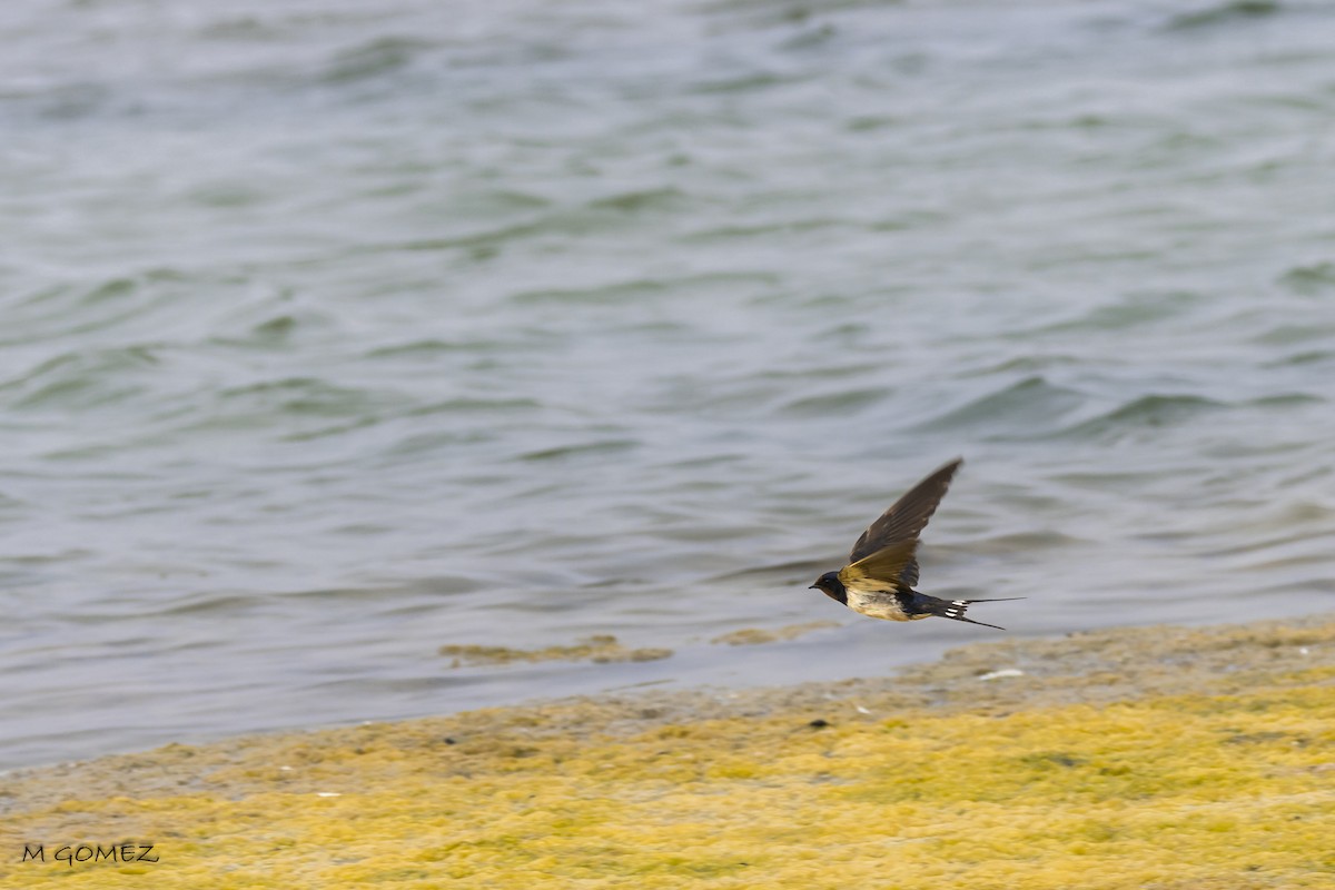 Barn Swallow - ML622292049