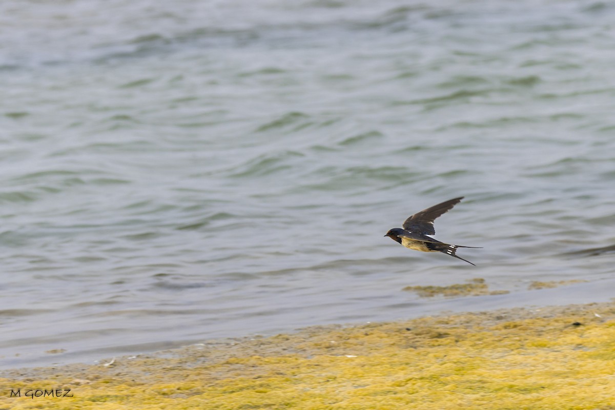 Barn Swallow - Manuel Gomez Carvajal