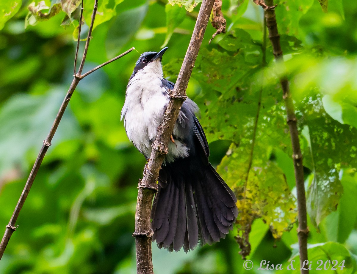 Blue-and-white Mockingbird - ML622292067