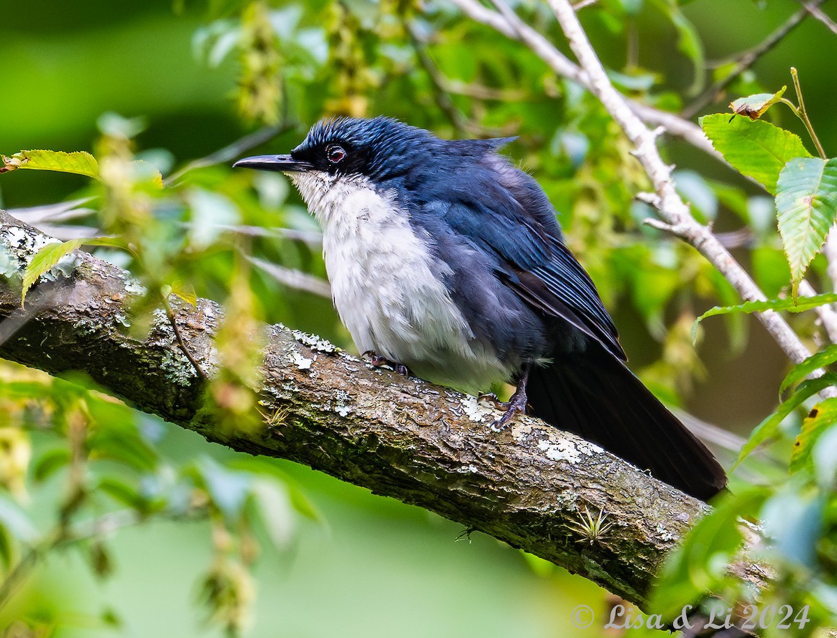 Blue-and-white Mockingbird - ML622292069