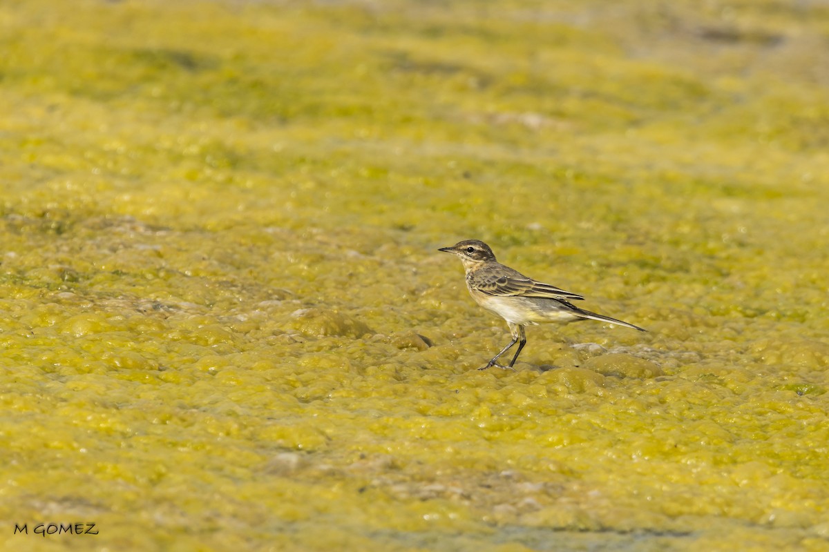 Western Yellow Wagtail - ML622292077