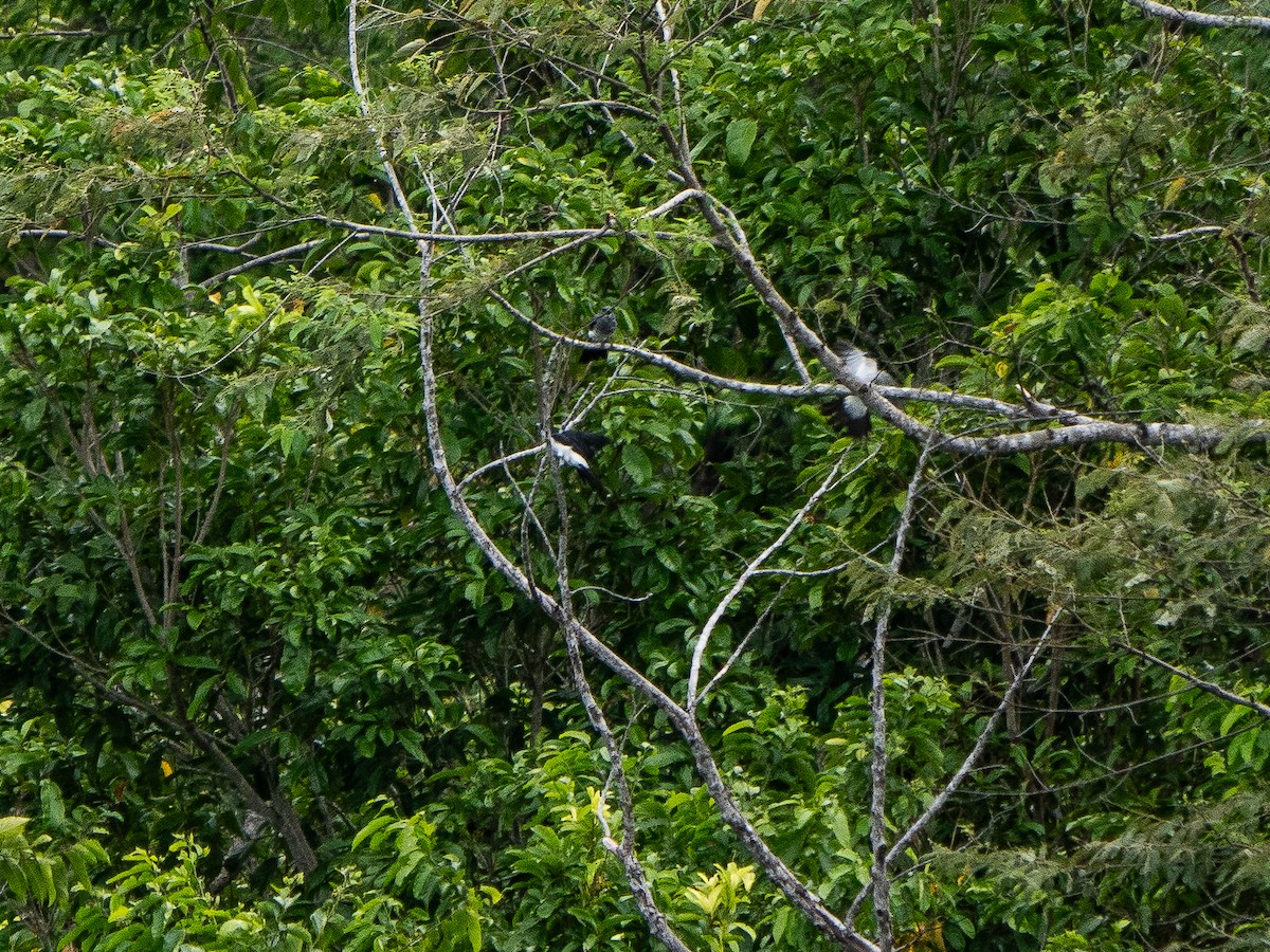 Pied Cuckooshrike - ML622292095