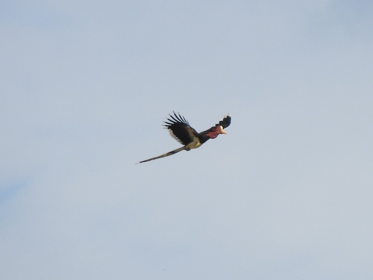 Helmeted Hornbill - ML622292169