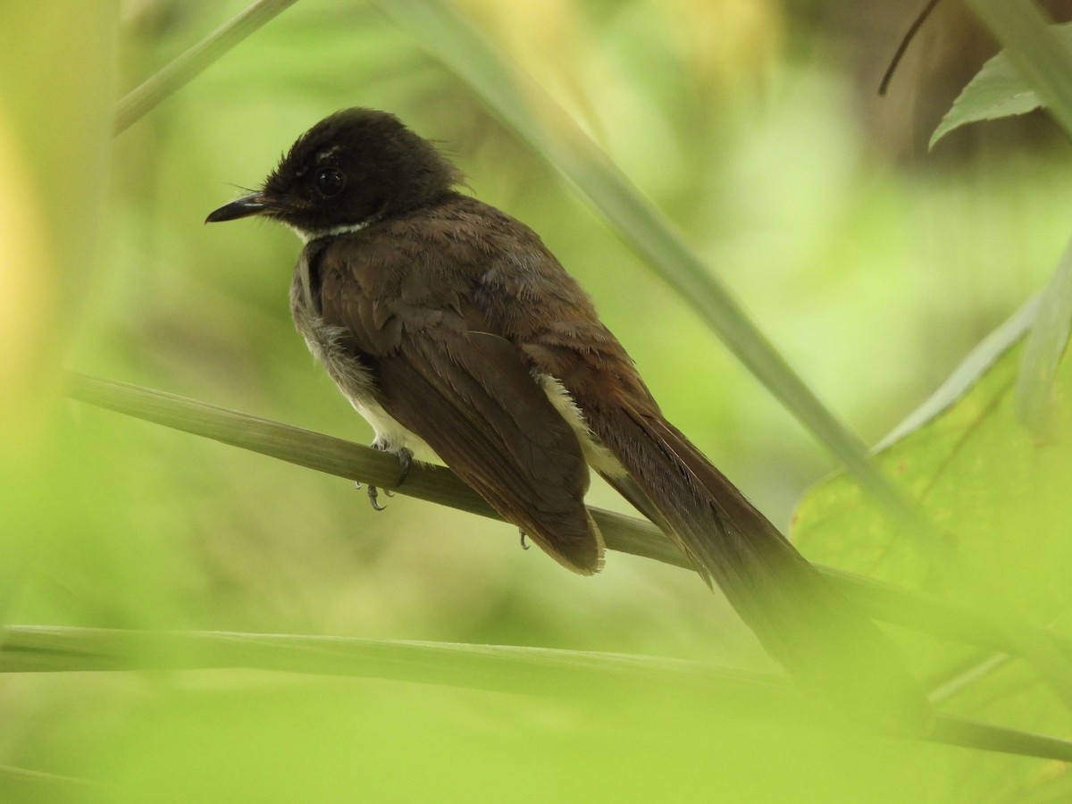 Malaysian Pied-Fantail - ML622292176