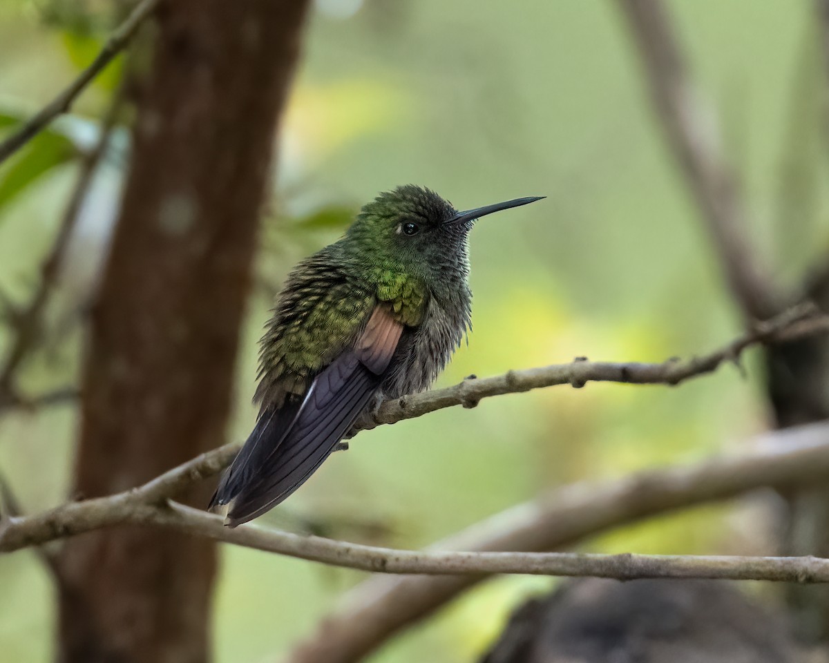 Stripe-tailed Hummingbird - ML622292184