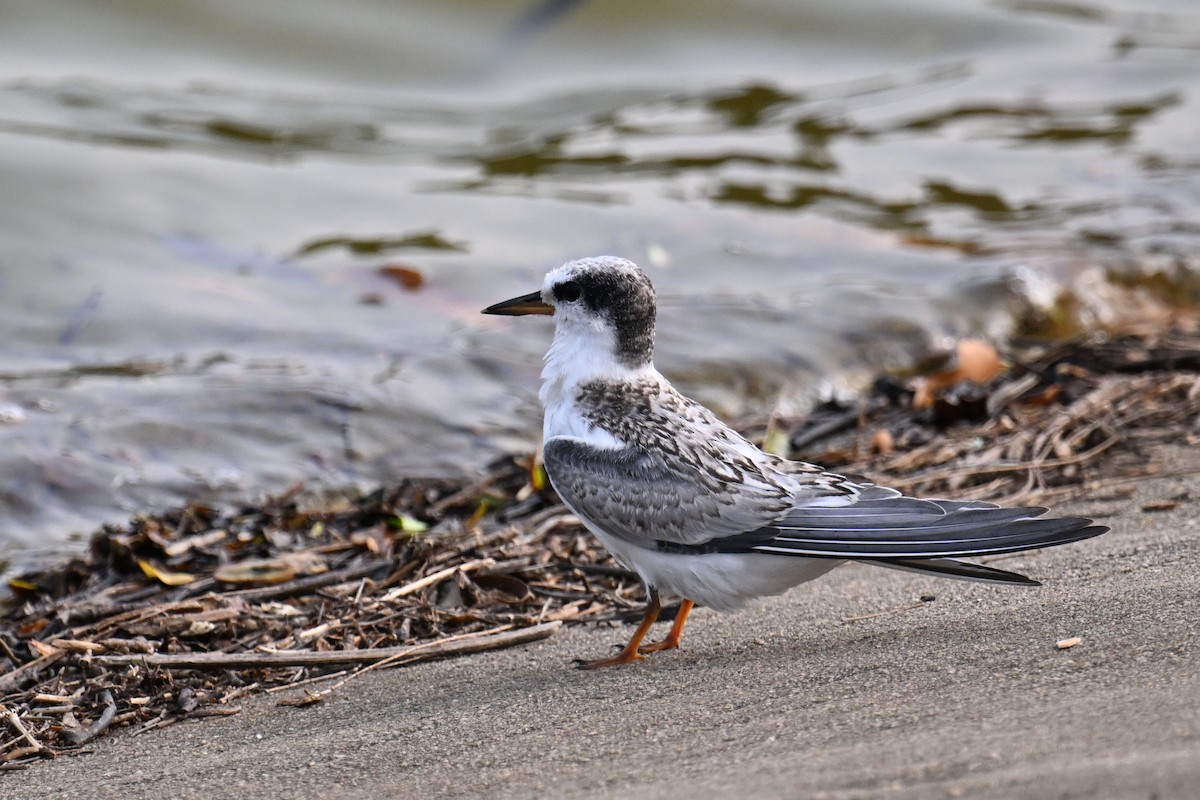 Little Tern - ML622292197