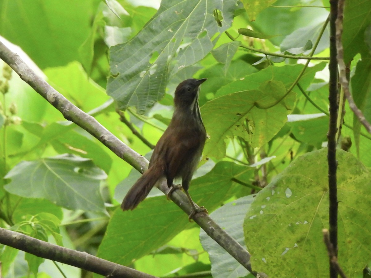 Bold-striped Tit-Babbler (Bold-striped) - Adrián Colino Barea