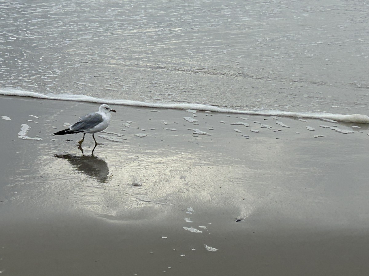 Laughing Gull - ML622292205