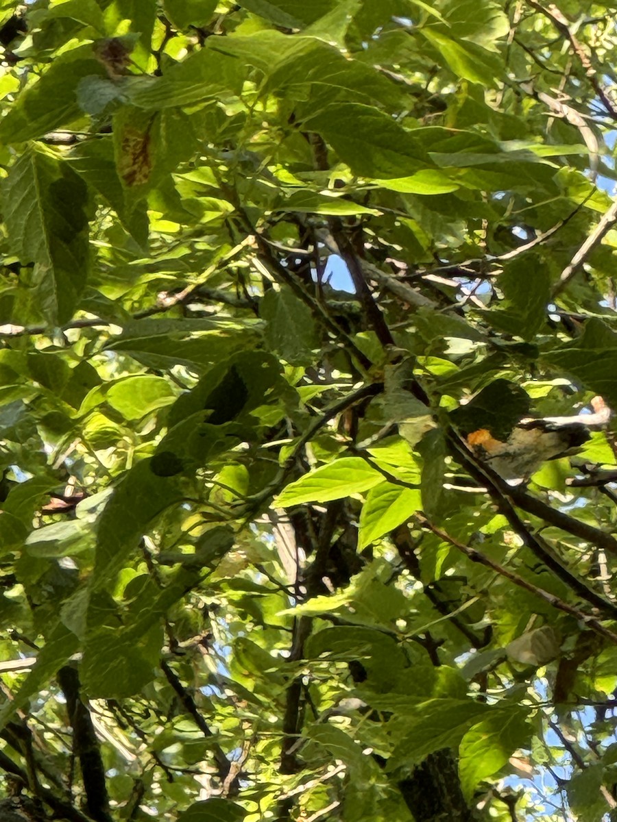 American Redstart - ML622292207