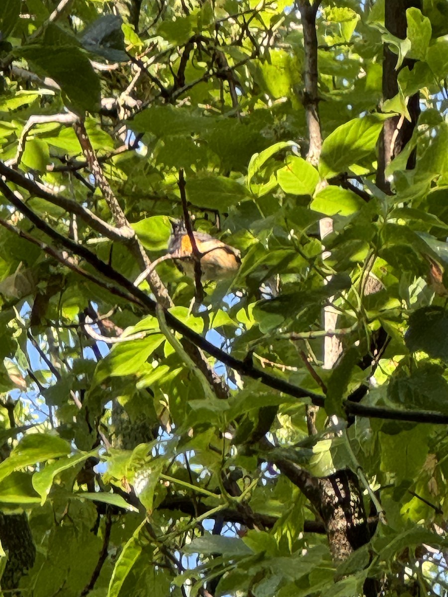 American Redstart - ML622292208