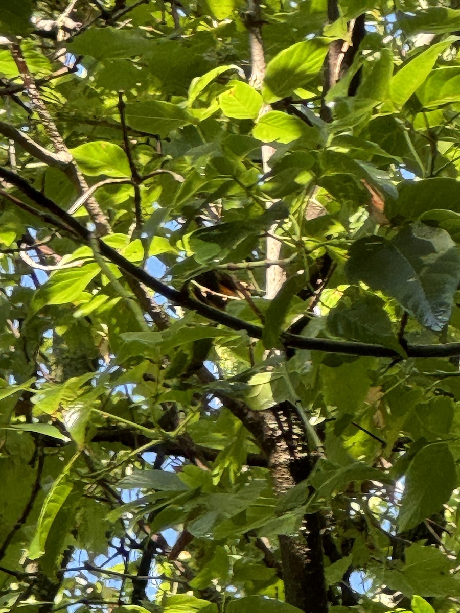 American Redstart - ML622292209