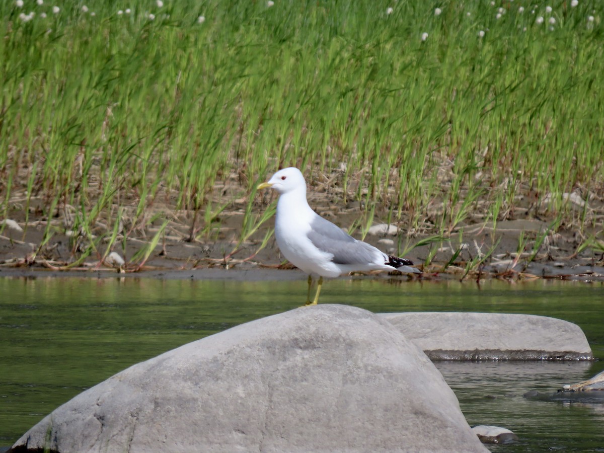 Short-billed Gull - ML622292211