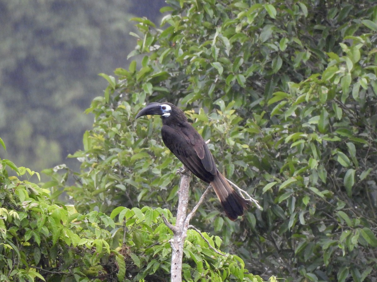 Bushy-crested Hornbill - ML622292212