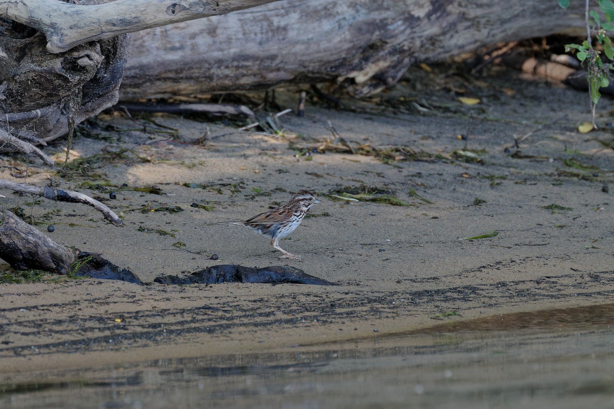 Song Sparrow - ML622292213