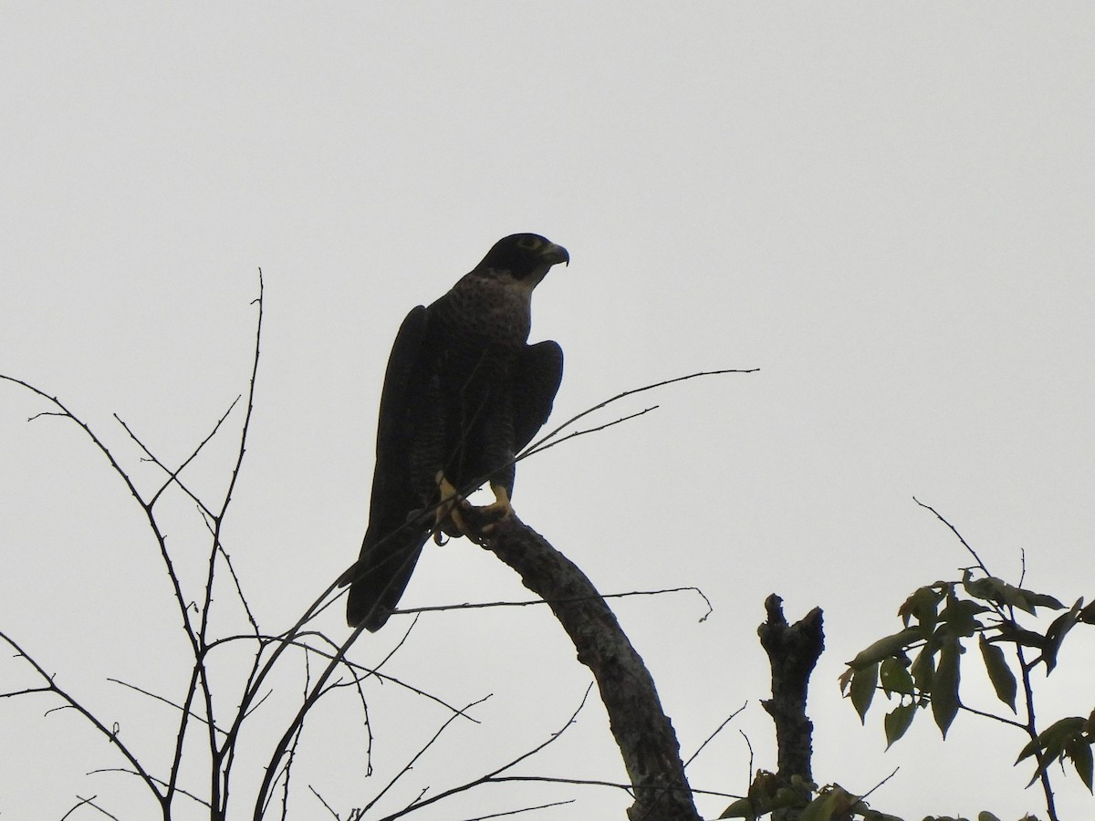 Peregrine Falcon (Indo-Pacific) - ML622292214