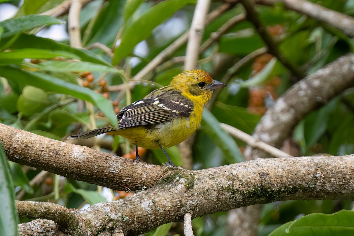 Flame-colored Tanager - ML622292216