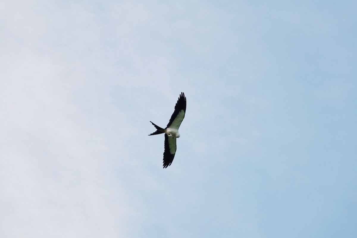 Swallow-tailed Kite - ML622292217