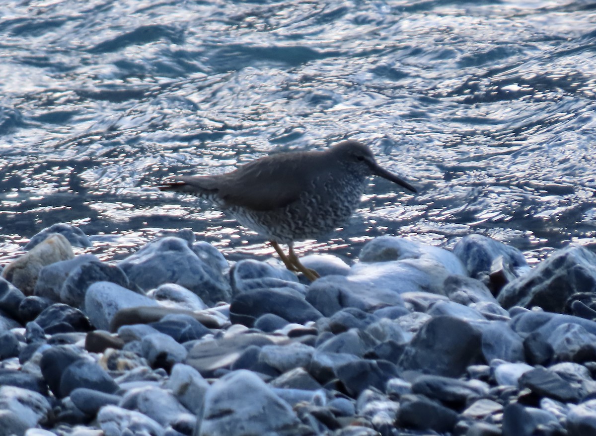 Wandering Tattler - ML622292219