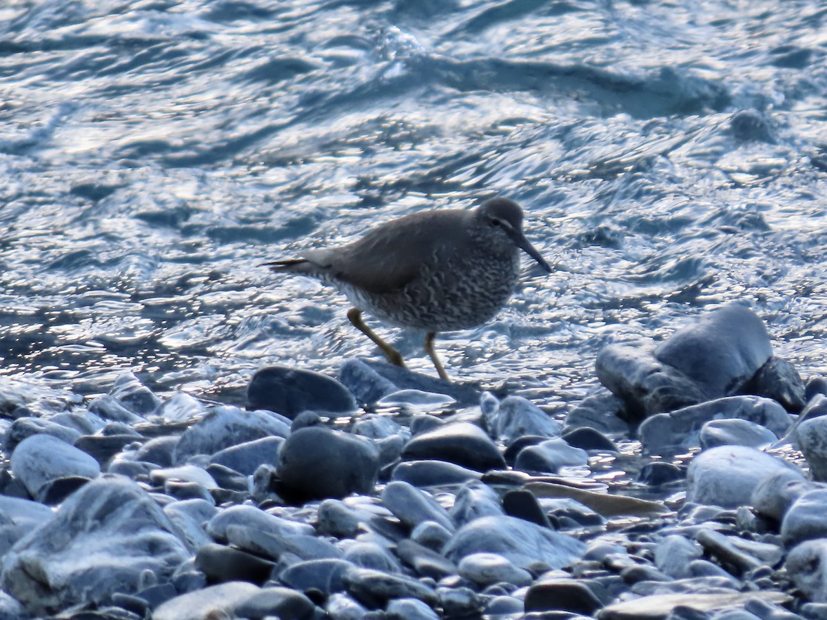 Wandering Tattler - ML622292220