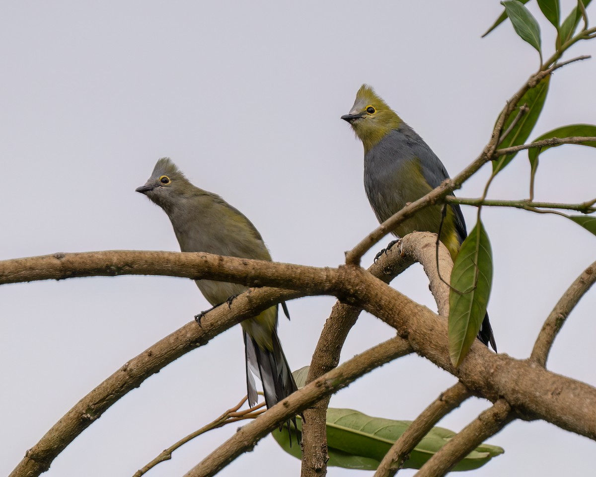 Long-tailed Silky-flycatcher - ML622292223