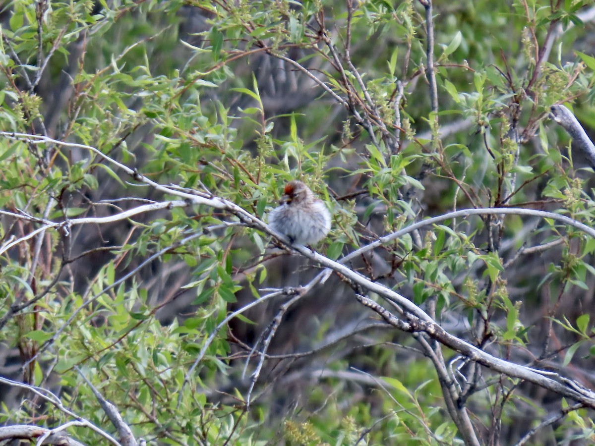 Common Redpoll - ML622292225