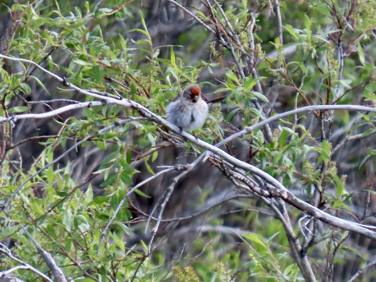 Common Redpoll - ML622292226