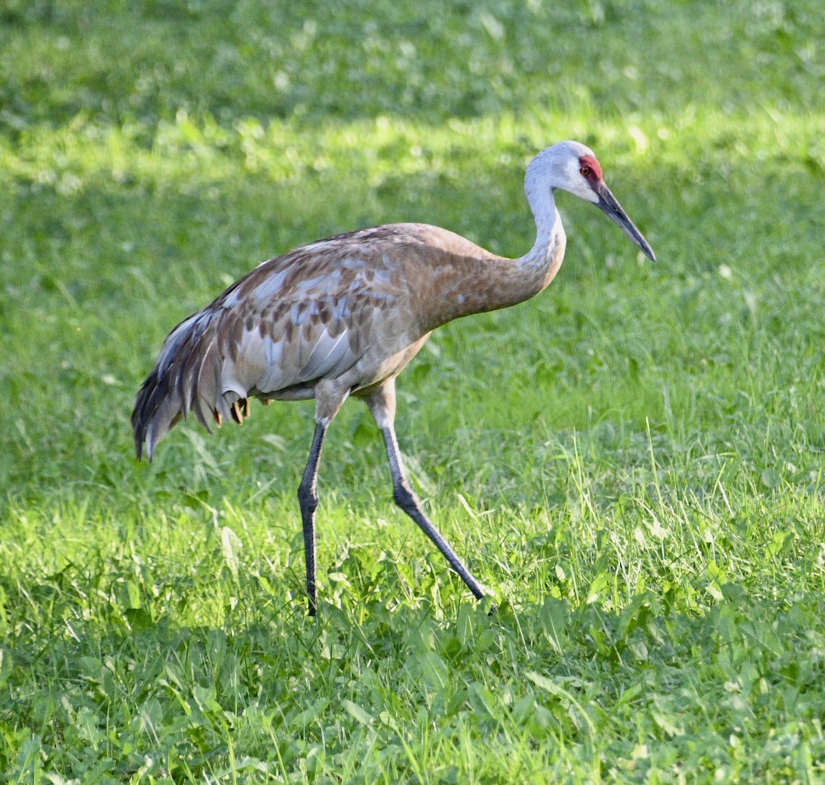 Sandhill Crane - Linda Gurgone